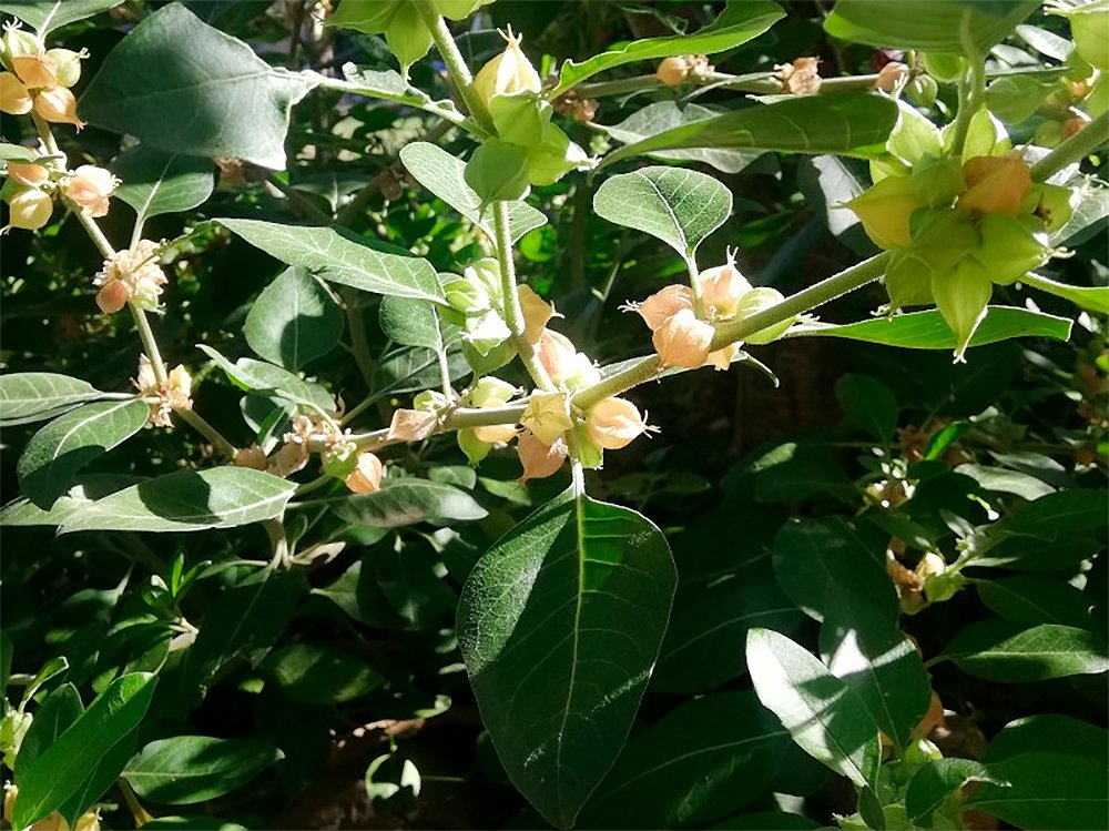 Ashwagandha (Withania somnifera)
