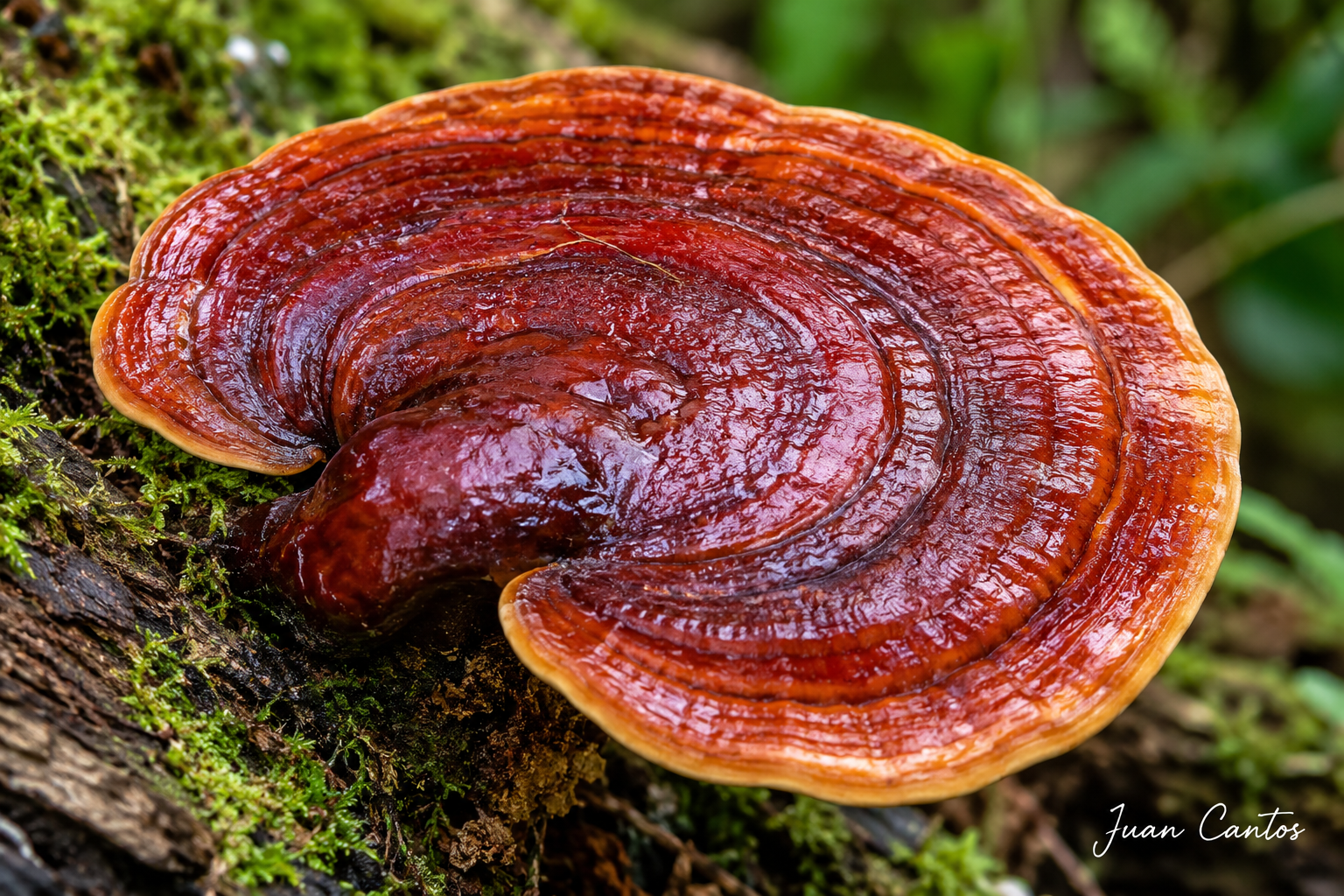 Hongo medicinal Reishi (Ganoderma lucidum)