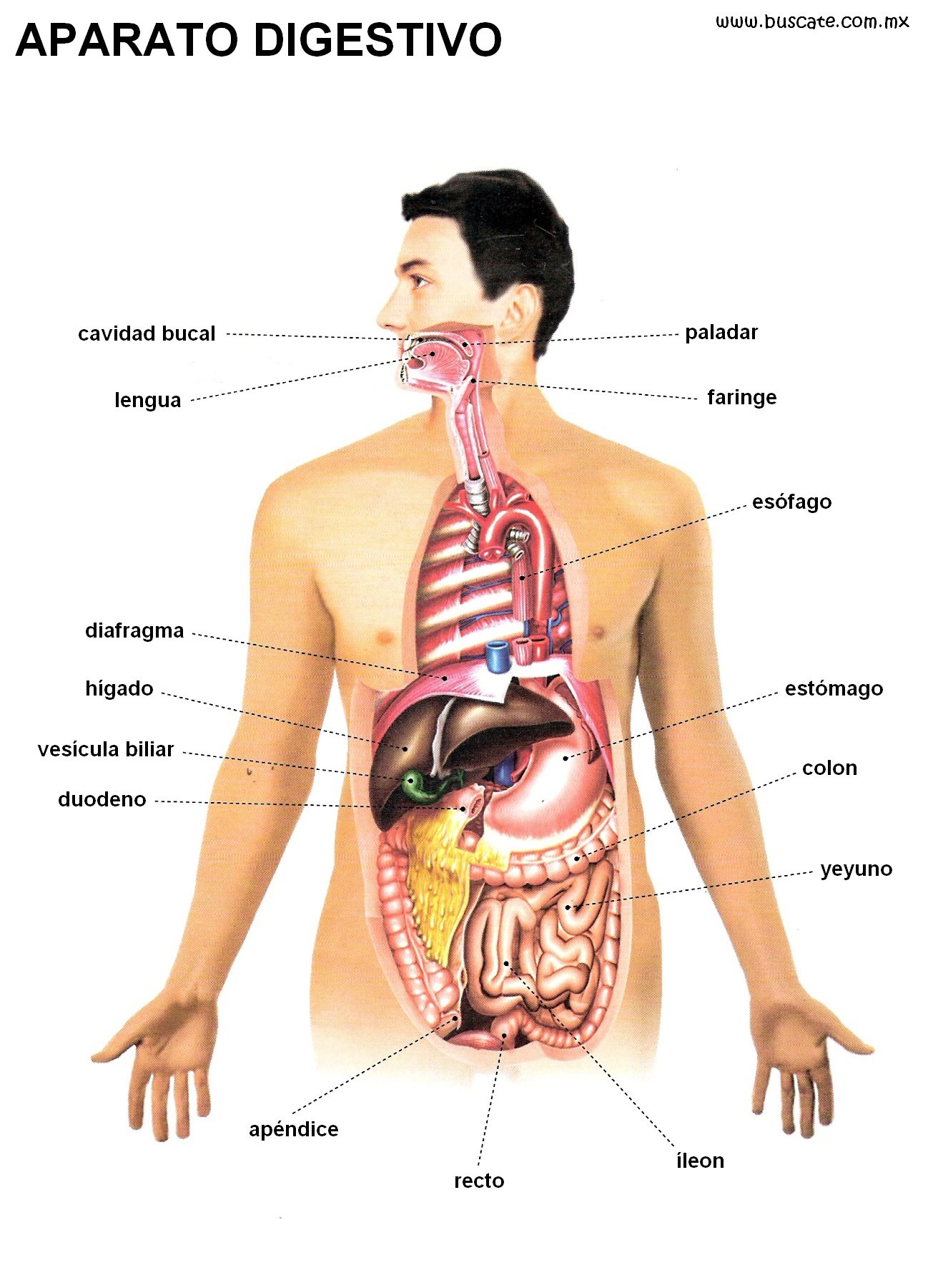 Esquemas del aparato digestivo